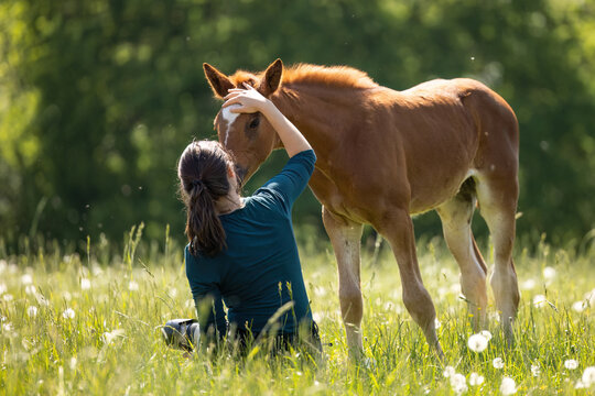 Young horse approaching smiling woman in flowering meadow showing trust, curiosity and gentle connection