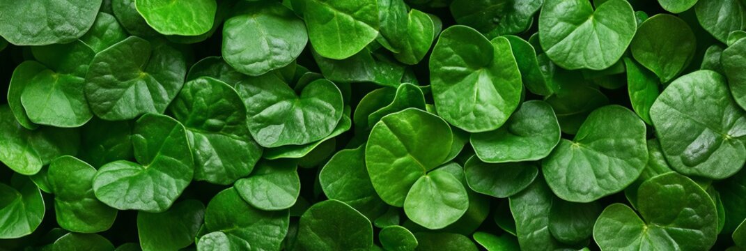 Lush Green Watercress Leaves Background Texture, Seamless Fresh Greenery Pattern with Visible Veins