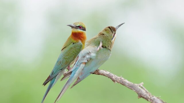 Two blue-tailed bee-eaters are standing side by side on a branch.