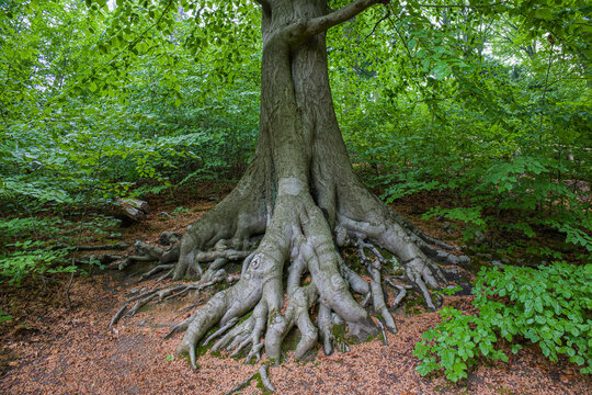 Tree roots in green forest, ancient big tree with massive root system in dense summer woodland, old beech tree trunk background
