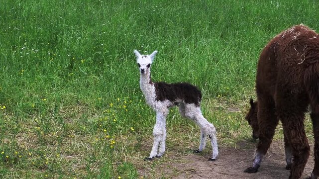 alpaka tier natur lama baby