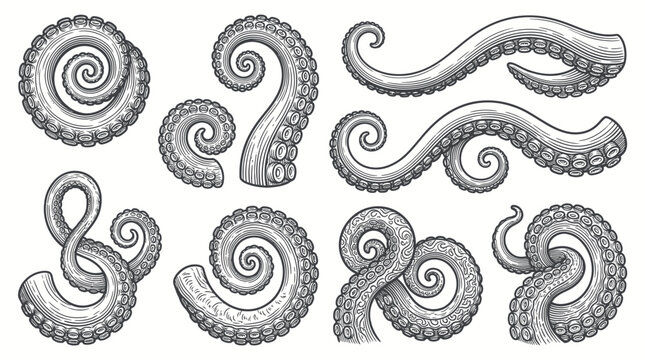 Set of curved octopus tentacles with suction cups