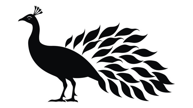 Peacock silhouette illustration with spread tail feathers on white background