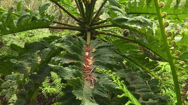 Exotic giant rhubarb, Gunnera manicata plant growing in Waikamoi Preserve, Maui, Hawaii