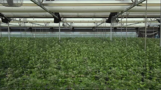 A wide shot captures rows of cannabis plants thriving under controlled lighting in a modern greenhouse. Ideal for agricultural documentaries or educational content on sustainable farming.