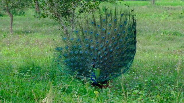 Peacock showcasing a display of beautiful patterned tail feathers in Sri Lanka
