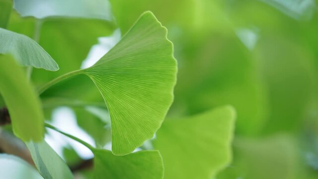 Close up of a single green ginkgo leaf against a soft forest background.