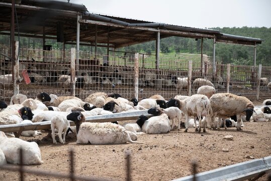 Dorper sheep with white bodies and black heads resting in an outdoor farm pen with a large metal shelter in the background.