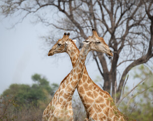 Giraffes in Moremi Game Reserve, Botswana, Africa © dvlcom
