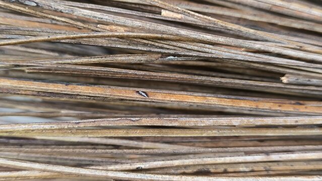 A close-up view of a broom made from coconut leaf stalks