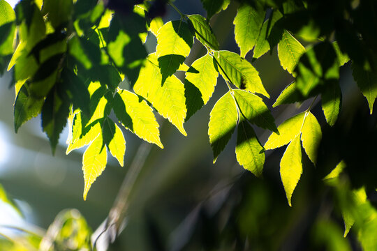 beautiful green leafes, in a forest, natural enviroment with plants and foliage, closeup shot