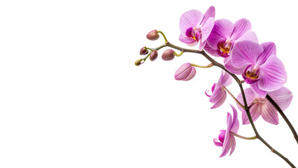 Beautiful blooming pink and purple orchid flower branch elegant floral decoration isolated on transparent background © Hanna