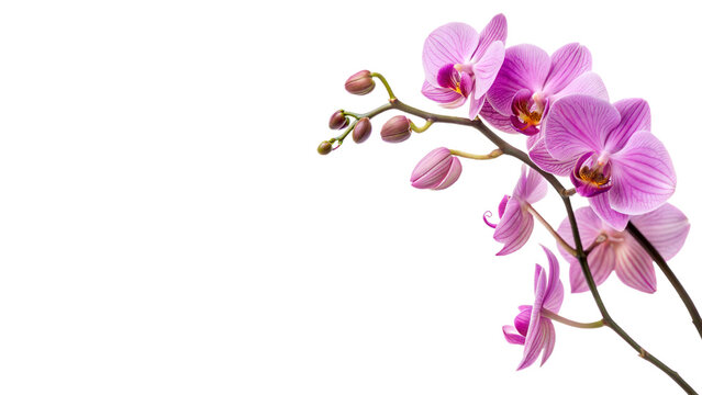 Beautiful blooming pink and purple orchid flower branch elegant floral decoration isolated on transparent background