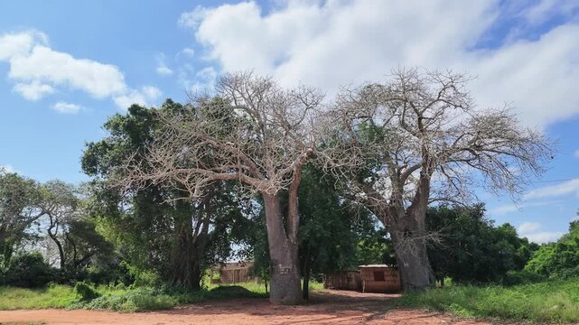 Baobab tree, Inhambane Province, Vilankulo, Mozambique