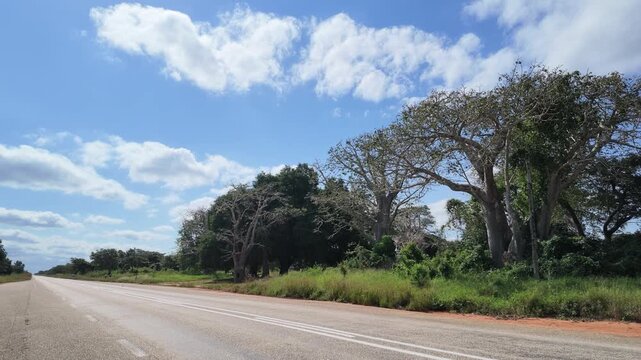 Baobab tree, Inhambane Province, Vilankulo, Mozambique