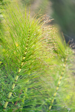 Horsetail plant with soft green bokeh and natural copy space