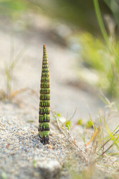 Young horsetail shoot emerging from sandy soil