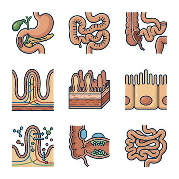Human Digestive System Organs and Microscopic Views.