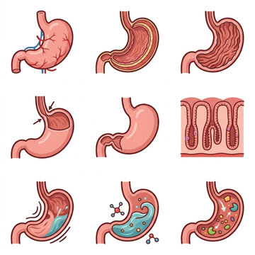 Human Stomach Anatomy and Physiology Illustrations Set.