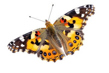 Naklejka premium Painted lady butterfly animal insect white background.