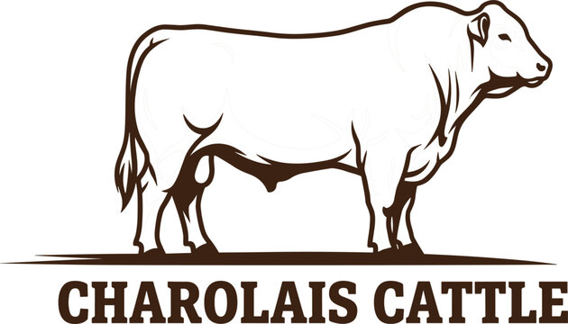 Charolais cattle beef bull logo vector design featuring realistic hand drawn line art illustration on white background.eps