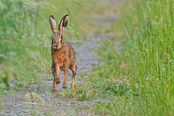 Naklejka premium European hare