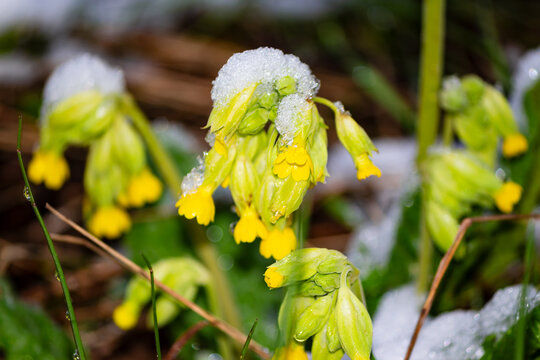 Bright yellow cowslip primroses blooming in early spring under a sudden layer of fresh white snow, highlighting the resilient nature of fragile wildflowers in chilly weather