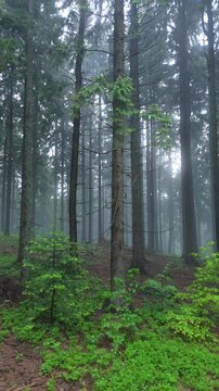 LVertical video,ateral tracking shot through a misty spruce forest with dense fog