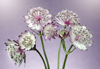 Jarzmianka większa (Astrantia major) – zbliżenie na piękne, pastelowe kwiaty na fioletowym tle. © mycatherina