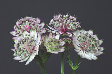 Jarzmianka większa (Astrantia major) – zbliżenie na piękne, pastelowe kwiaty na szarym tle. © mycatherina