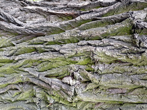Tree bark covered with moss and deep cracks. Natural wood texture background. Closeup nature photography. Forest ecology and organic surface concept