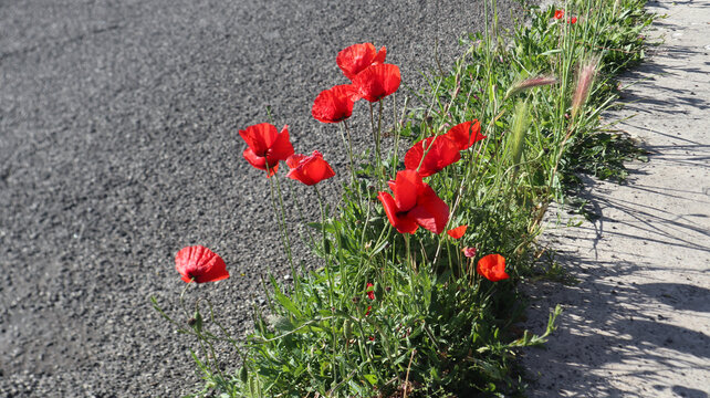 Fiori di papavero rosso acceso che crescono spontanei sul ciglio di una strada asfaltata in una giornata di sole