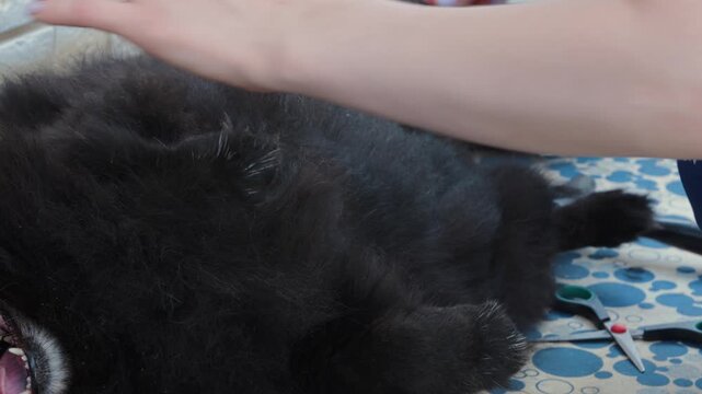 Person Grooming Black Dog with Slicker Brush