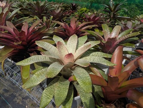 Colorful bromeliad Vriesea shaped like a rosette 