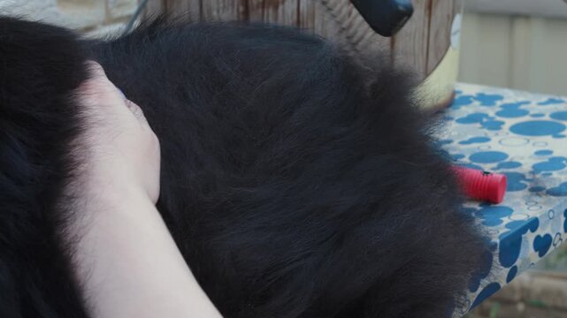 Close Up of Deshedding Black Dog with Slicker Brush
