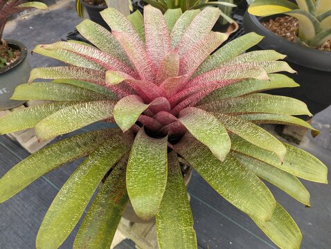 Colorful bromeliad Vriesea shaped like a rosette 