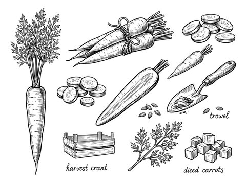 Hand draw carrot set with line art vegetable sketch and harvest garden tool, isolated on white background