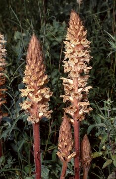 Orbanche amethystea or Amethyst Broomrape