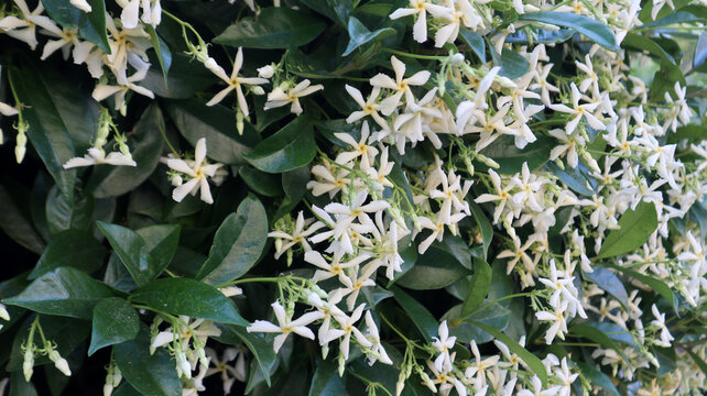 Fitta fioritura di gelsomino rincospermo con piccoli fiori bianchi a stella e foglie verdi lucide in un giardino