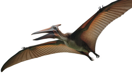 Pterodactyl flying with wings spread wide © Maria