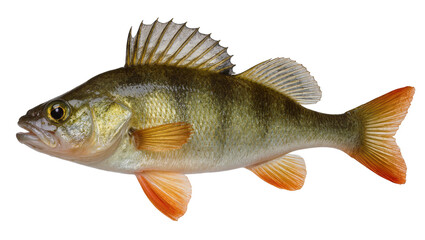 European Perch Fish Side View © Maria
