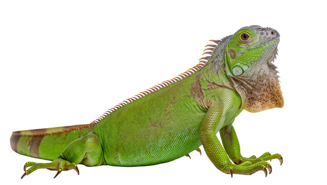 Green iguana reptile with spiny crest and scales