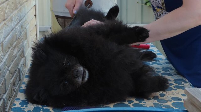 Person Deshedding Black Dog with Slicker Brush