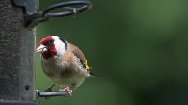 Goldfinch (Carduelis carduelis) eating Niger Seeds from a garden bird feeder. June, Kent, UK [Slow motion x4]