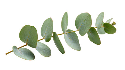 Eucalyptus branch with oval green leaves © Maria