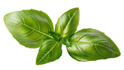 Obraz premium Fresh green basil leaves close-up