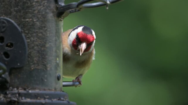 Goldfinch (Carduelis carduelis) eating Niger Seeds from a garden bird feeder. June, Kent, UK [Slow motion x4]