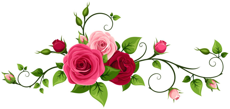 Red and pink rose flowers. Vignette with rose vines. Vector floral design element isolated on white