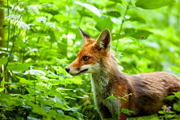 Fototapeta premium A red fox in Hainich, Thuringia (Vulpes vulpes)