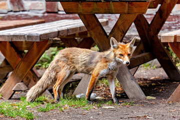 Fototapeta premium A red fox in Hainich, Thuringia (Vulpes vulpes)